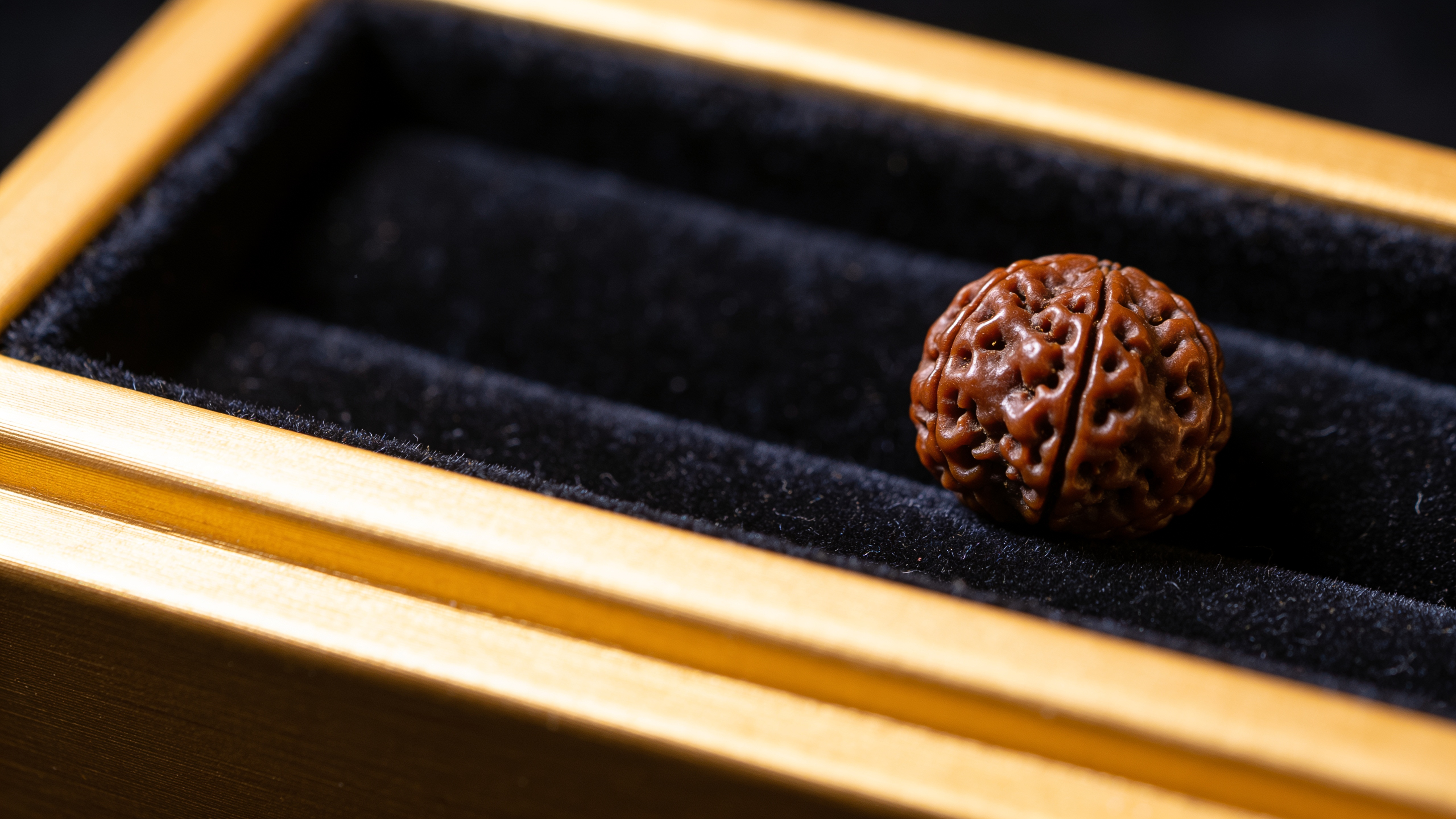 Natural Nepali 14 Mukhi (Dev Mani) Rudraksha bead — GemsMantra
