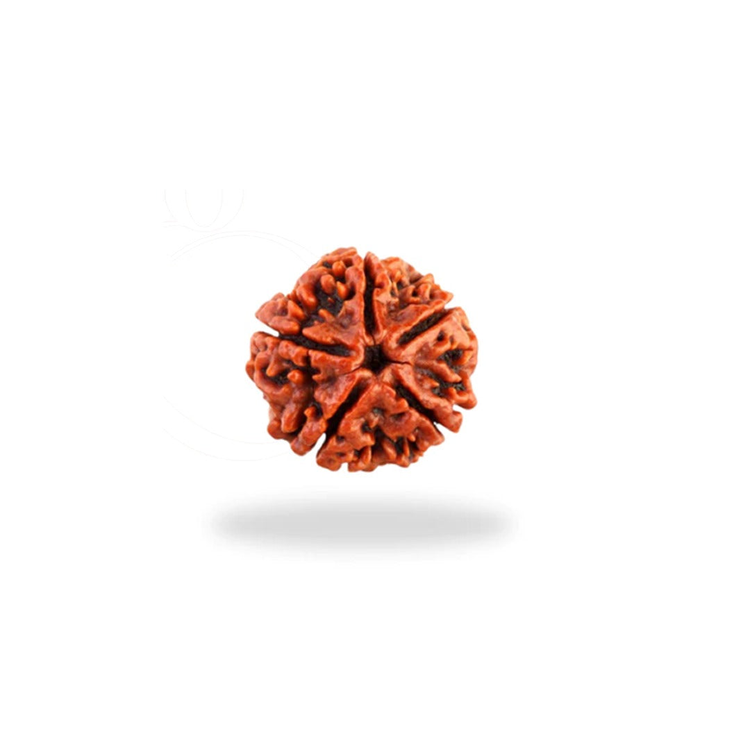 1-16 Mukhi Rudraksha - Gemsmantra