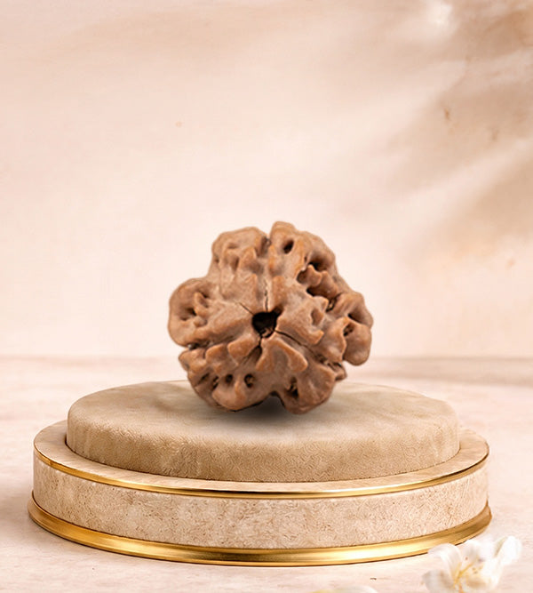 3 Mukhi Rudraksha