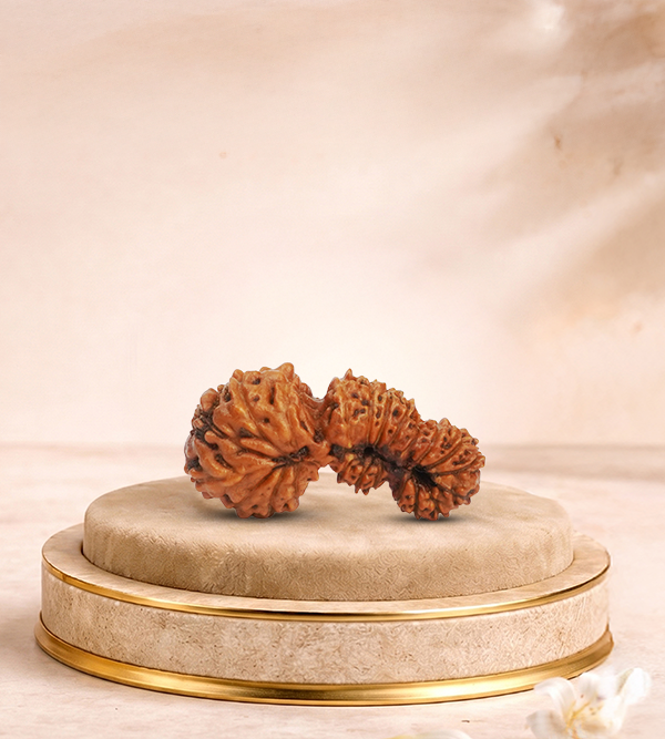 23 Mukhi Rudraksha