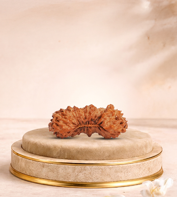 25 Mukhi Rudraksha