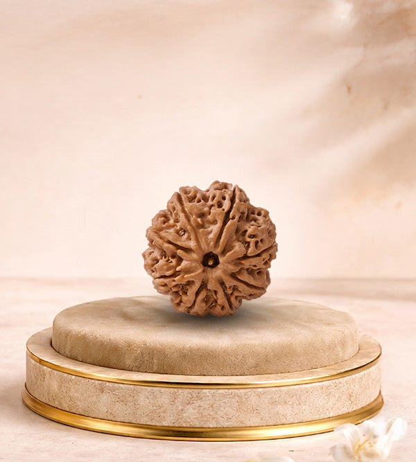 8 Mukhi Rudraksha
