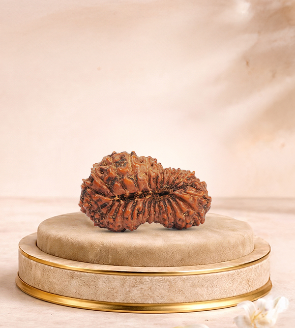 26 Mukhi Rudraksha