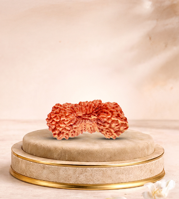 27 Mukhi Rudraksha
