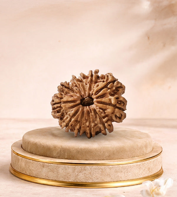 11 Mukhi Rudraksha
