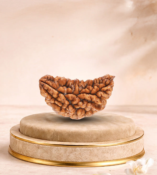 2 Mukhi Rudraksha