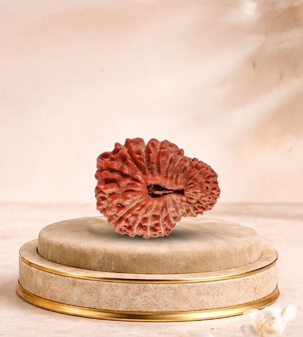 22 Mukhi Rudraksha