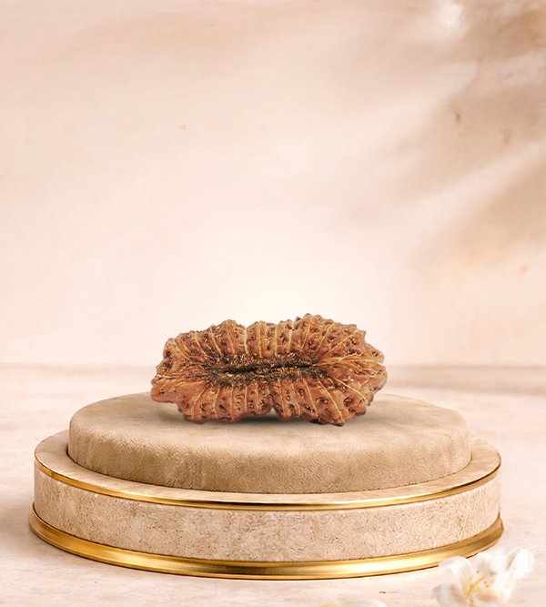 24 Mukhi Rudraksha