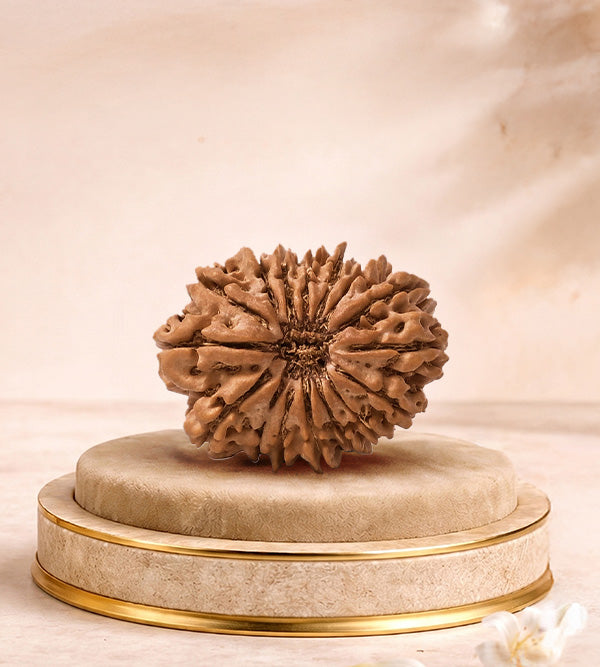 16 Mukhi Rudraksha