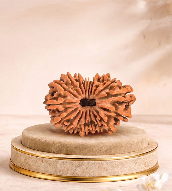 19 Mukhi Rudraksha