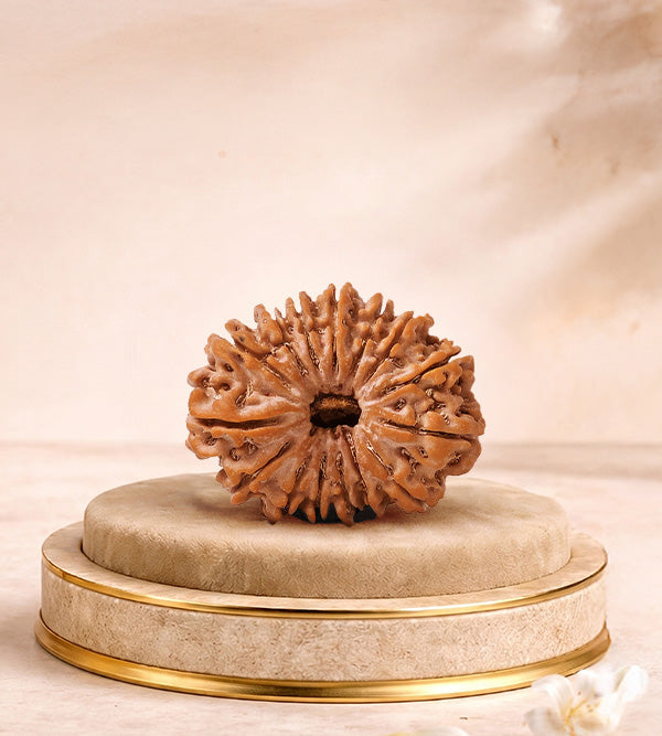 15 Mukhi Rudraksha
