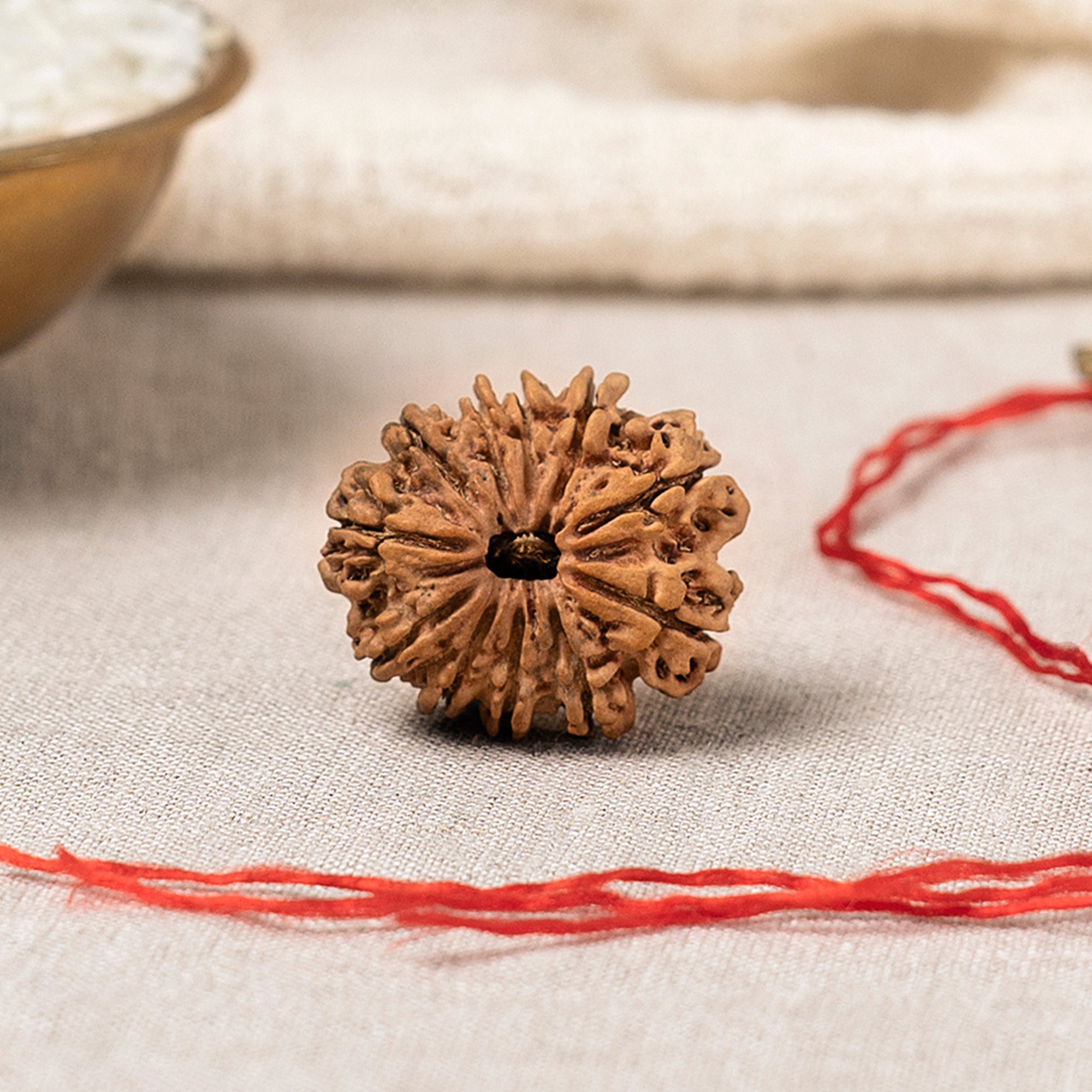 11 Mukhi Rudraksha – Original Nepali Bead