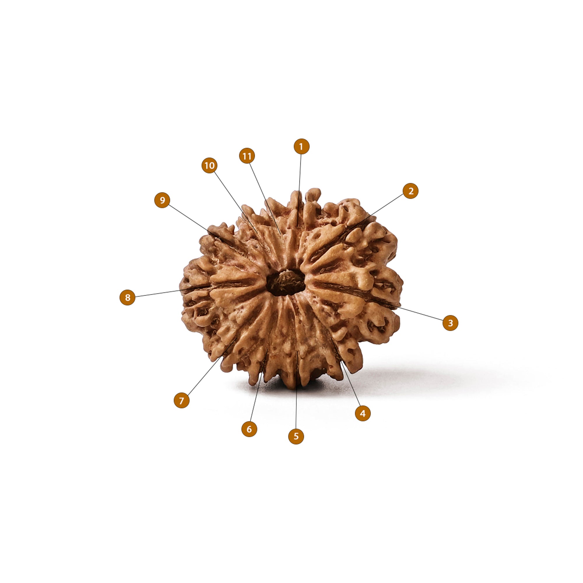 11 Mukhi Rudraksha – Original Nepali Bead