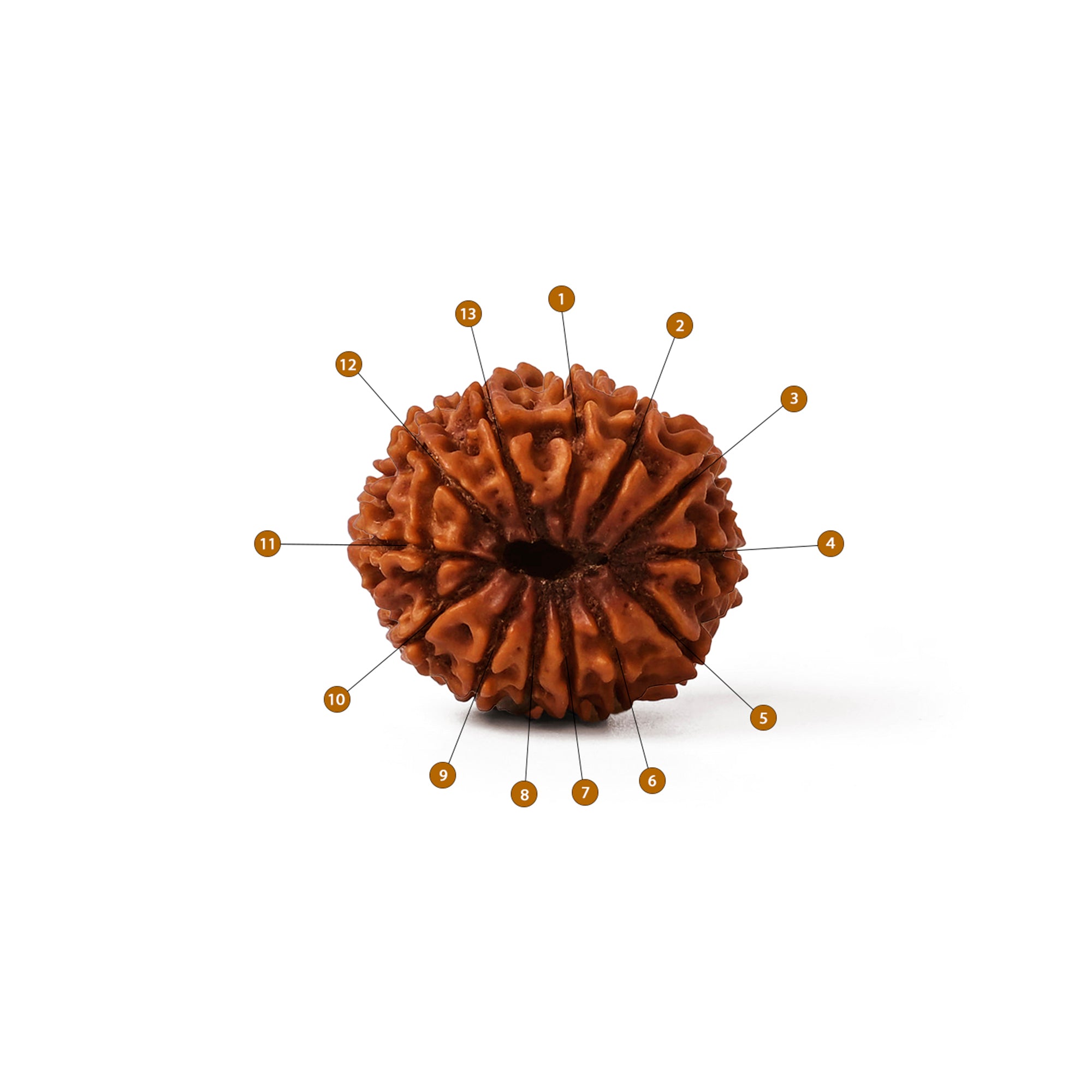 13 Mukhi Rudraksha – Original Nepali Bead