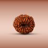 13 Mukhi