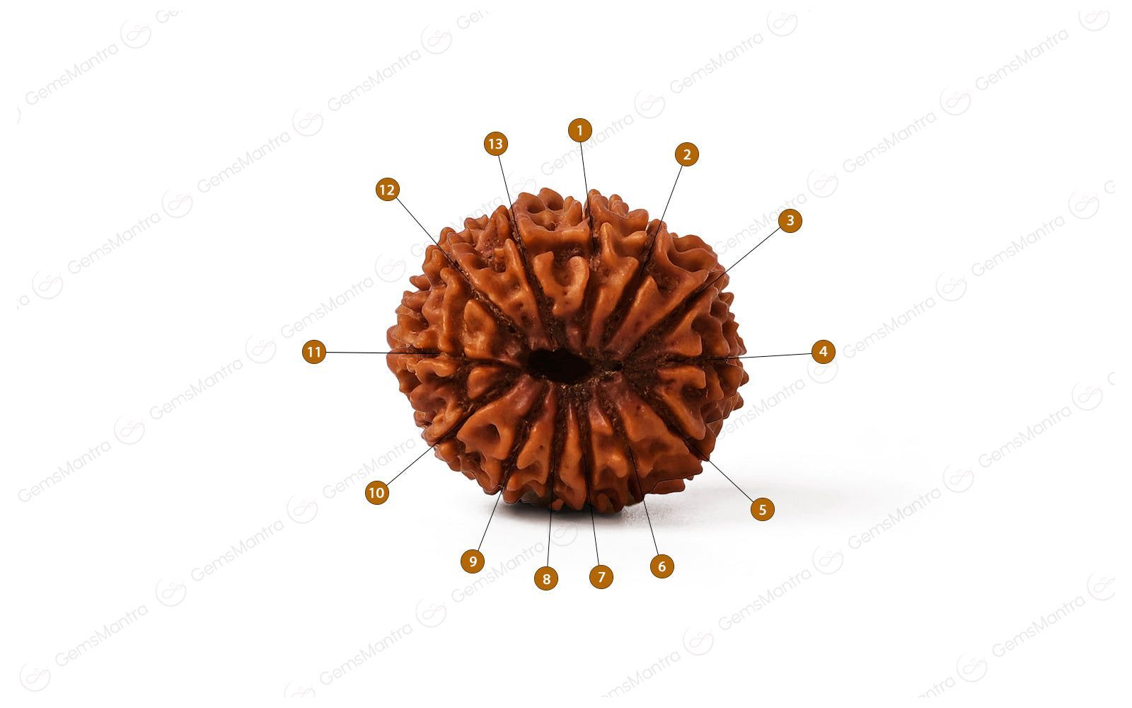 Natural 13 Mukhi Rudraksha (Nepali)