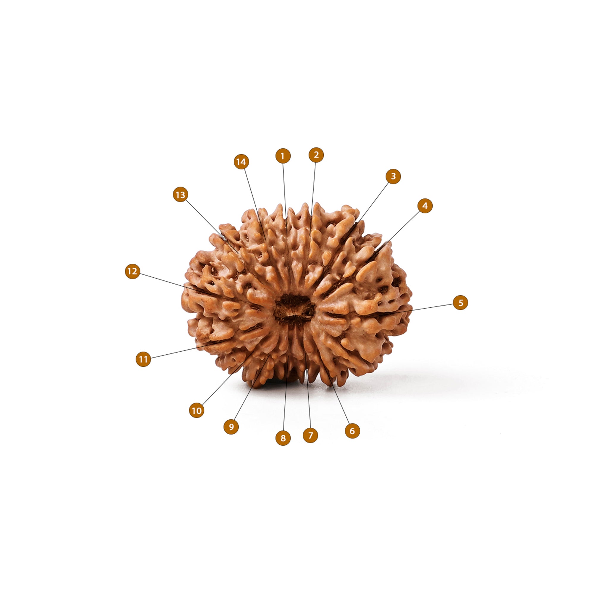 14 Mukhi Rudraksha – Original Nepali Bead