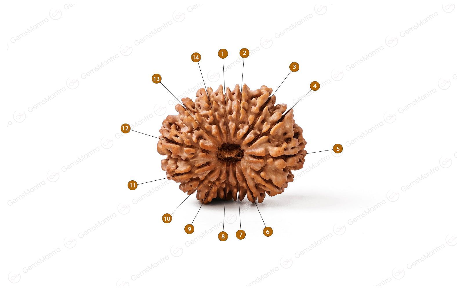 Natural 14 Mukhi Rudraksha (Nepali)