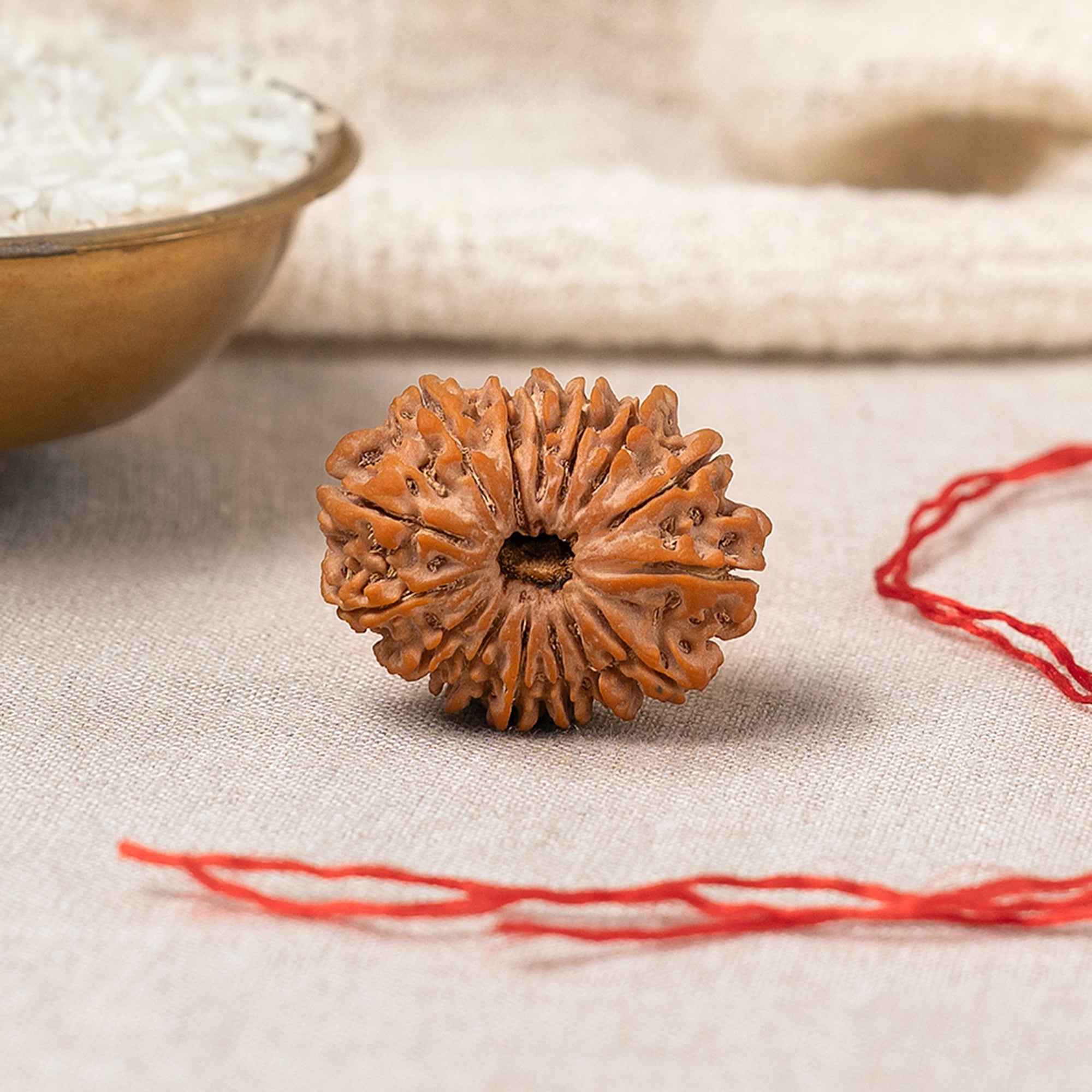 15 Mukhi Rudraksha – Original Nepali Bead