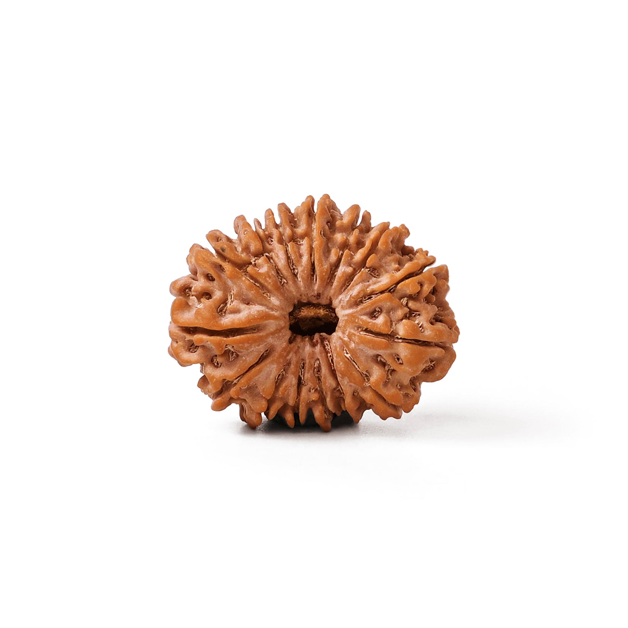 15 Mukhi Rudraksha – Original Nepali Bead