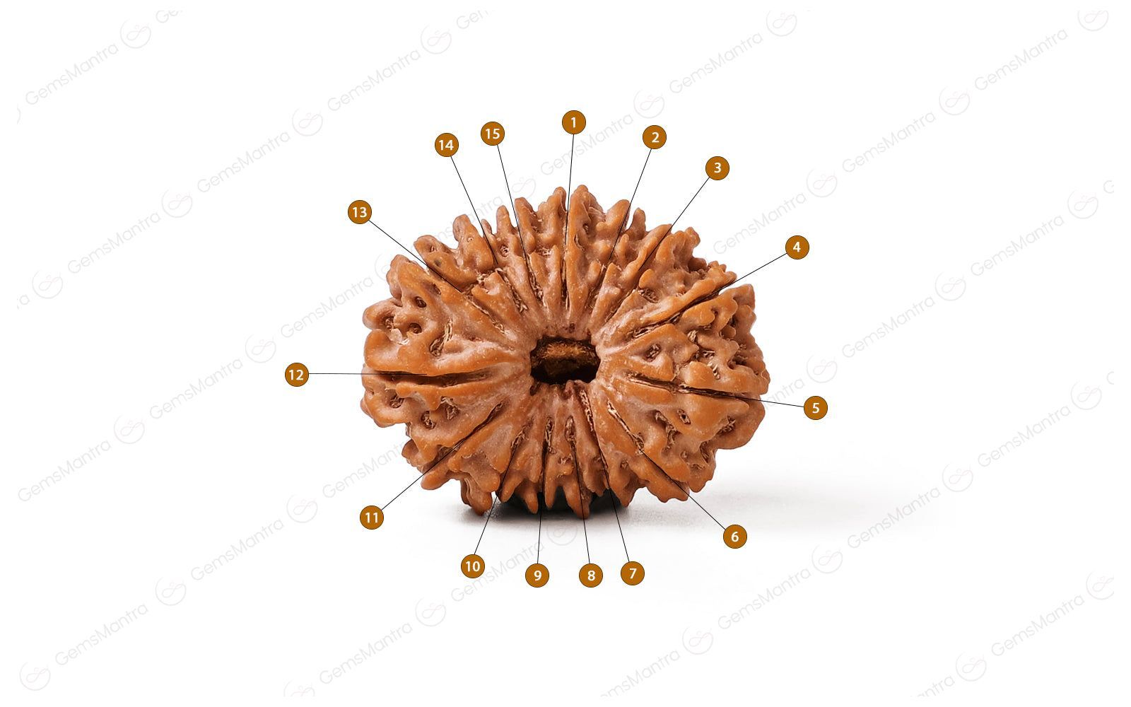 Natural 15 Mukhi Rudraksha (Nepali)