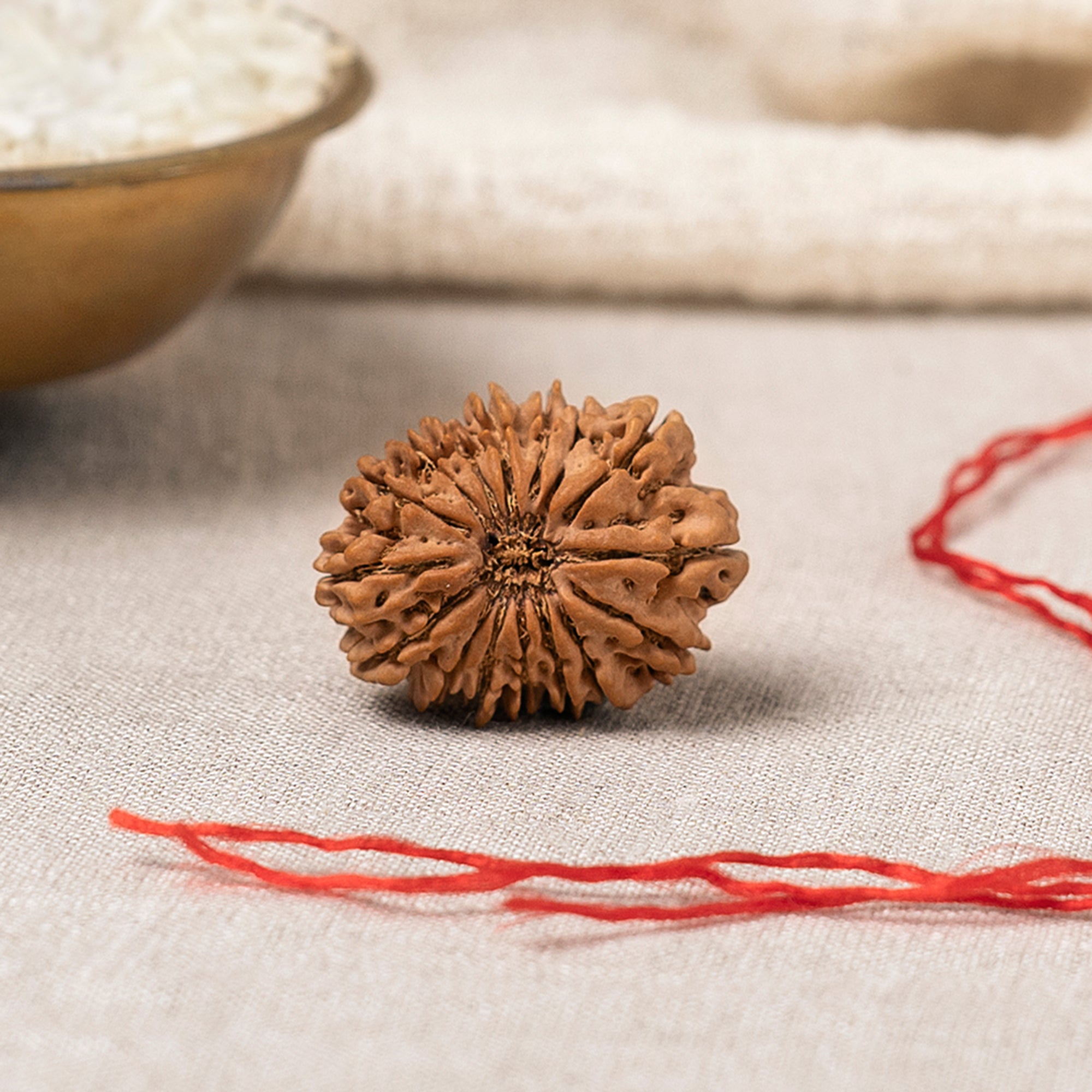 16 Mukhi Rudraksha – Original Nepali Bead