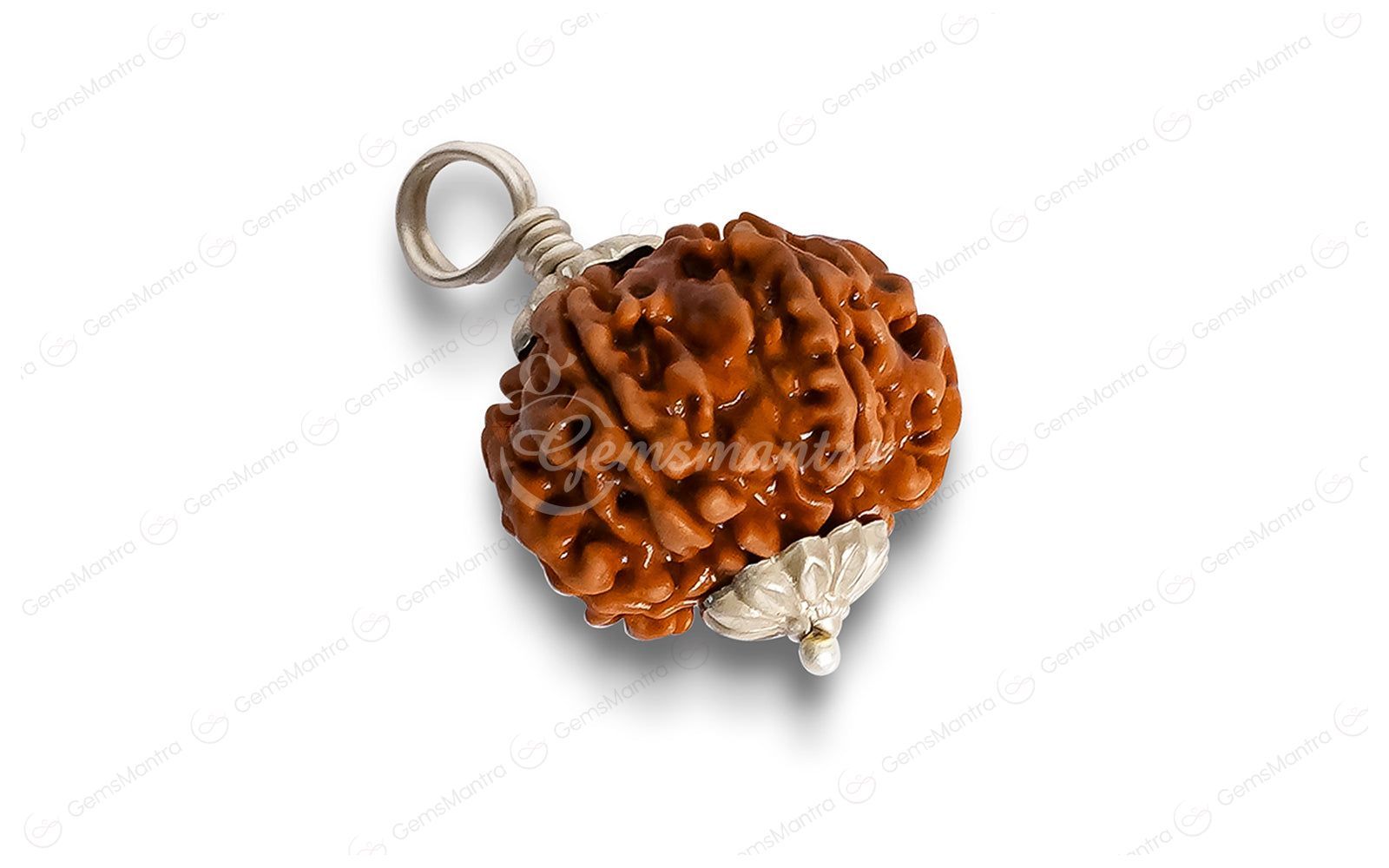 Natural 7 Mukhi Rudraksha