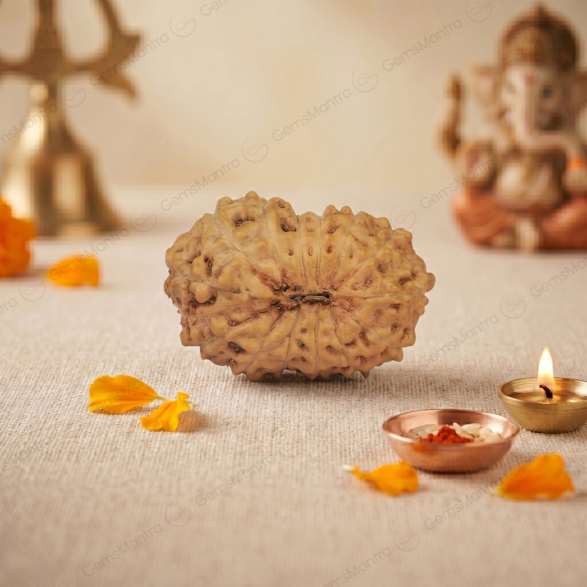 Natural 14 Mukhi Rudraksha (Indo)