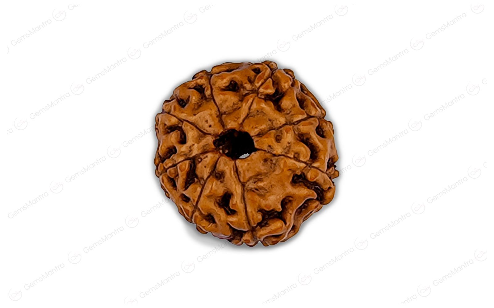 7 & 8 Mukhi Rudraksha Pair — Natural 8 Mukhi Rudraksha (Indo)