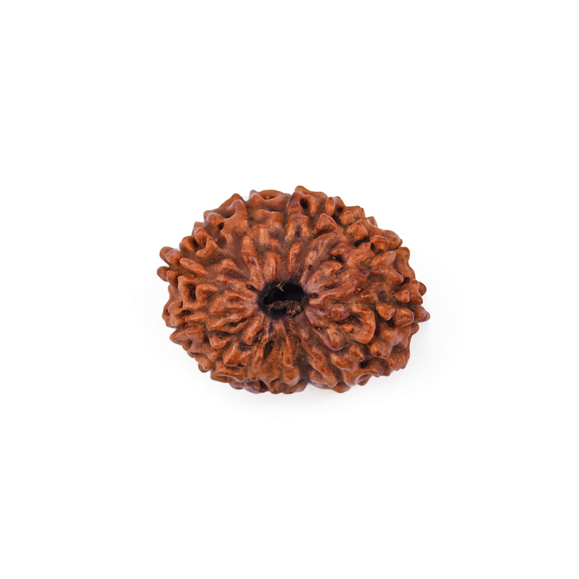 Natural 18 Mukhi Rudraksha - Rare Find