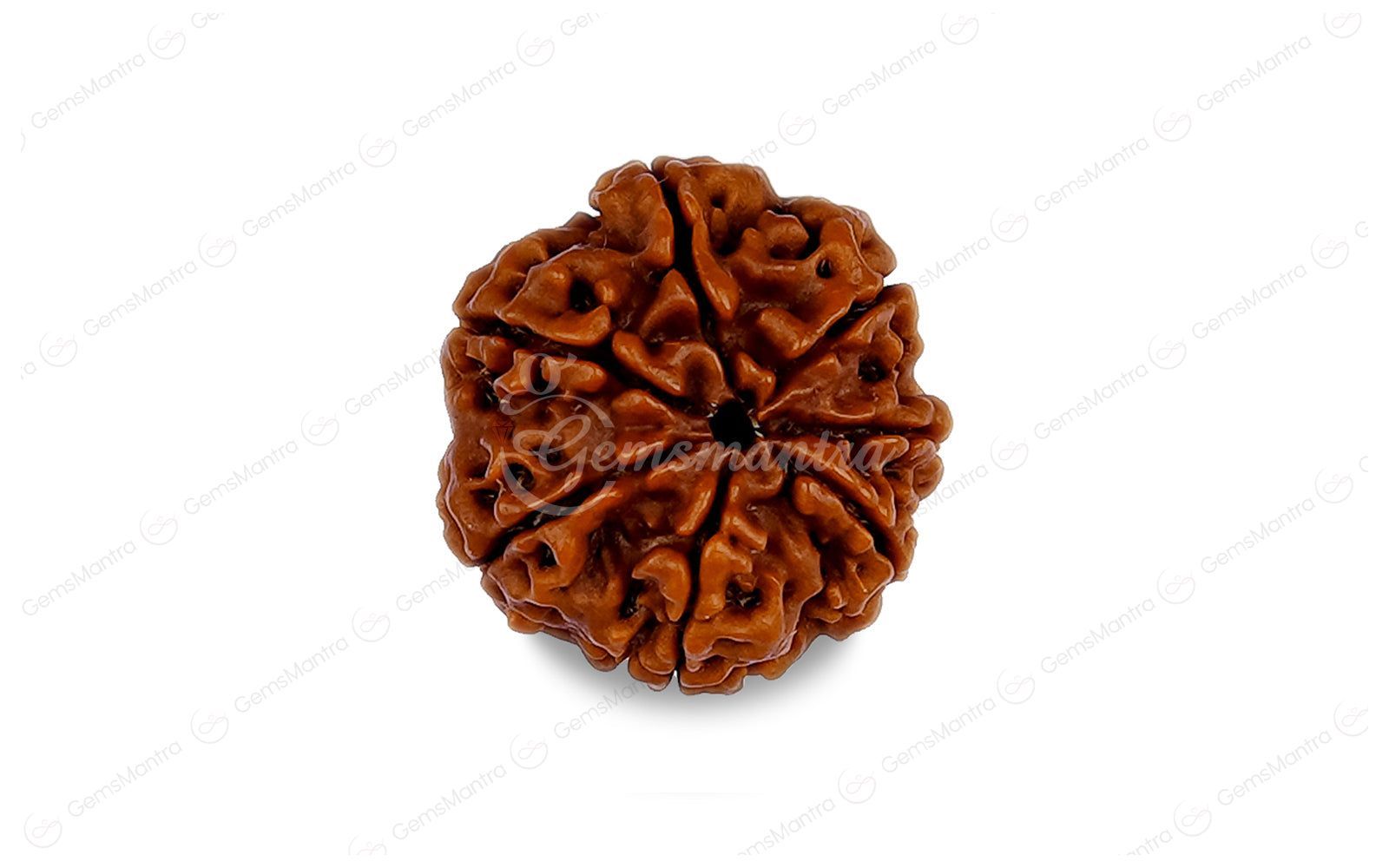 Natural 7 Mukhi Rudraksha