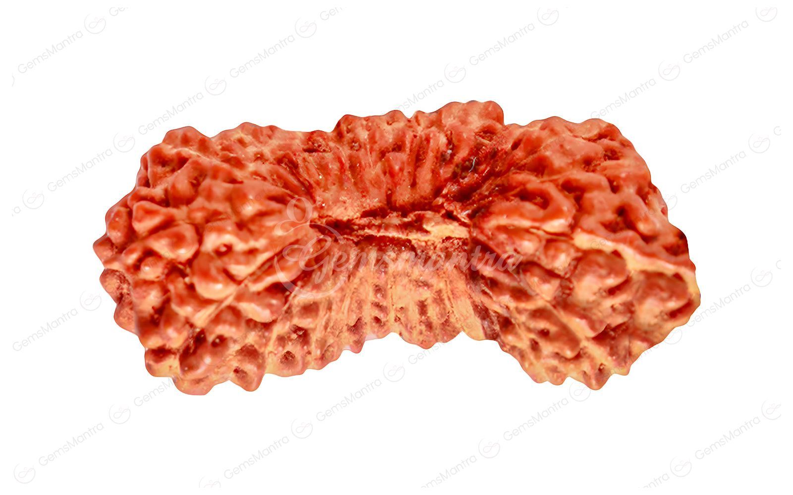 Natural 27 Mukhi Natural Rudraksha (Nepali)
