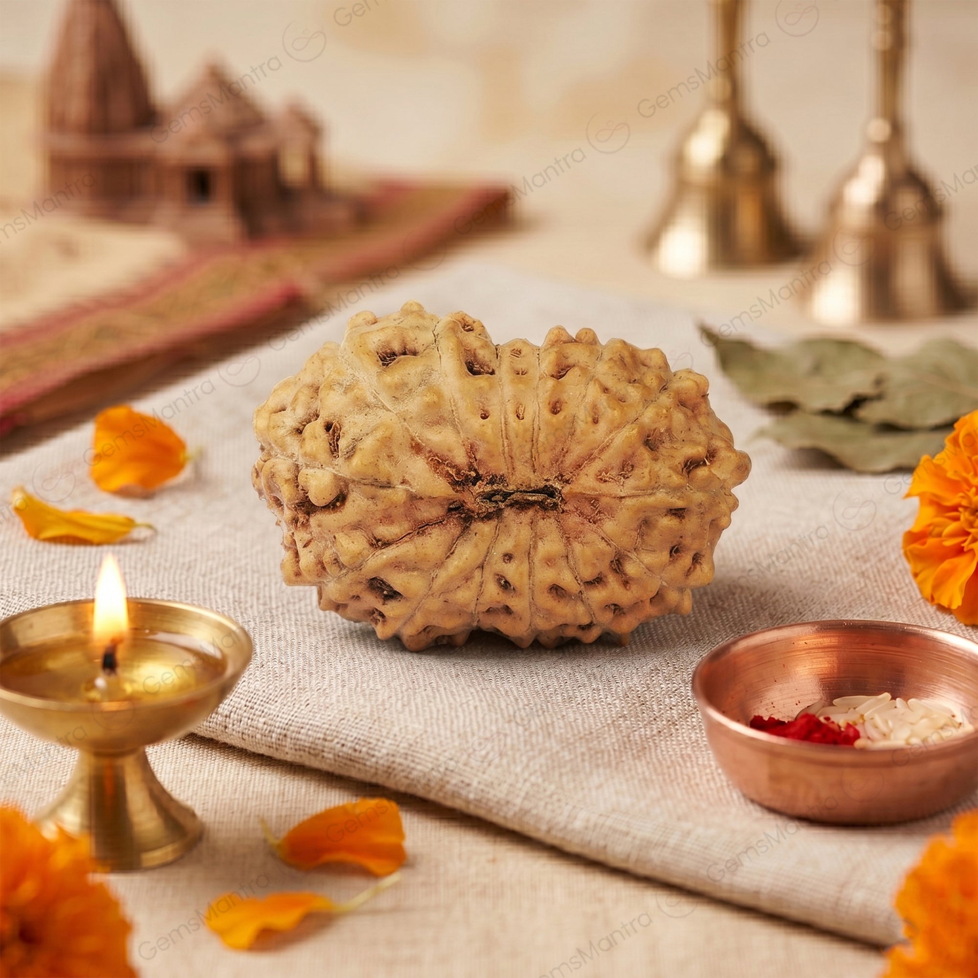 Natural 14 Mukhi Rudraksha (Indo)