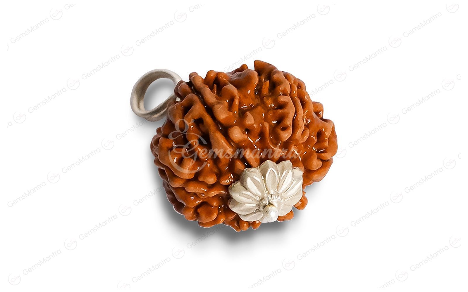 Natural 7 Mukhi Rudraksha