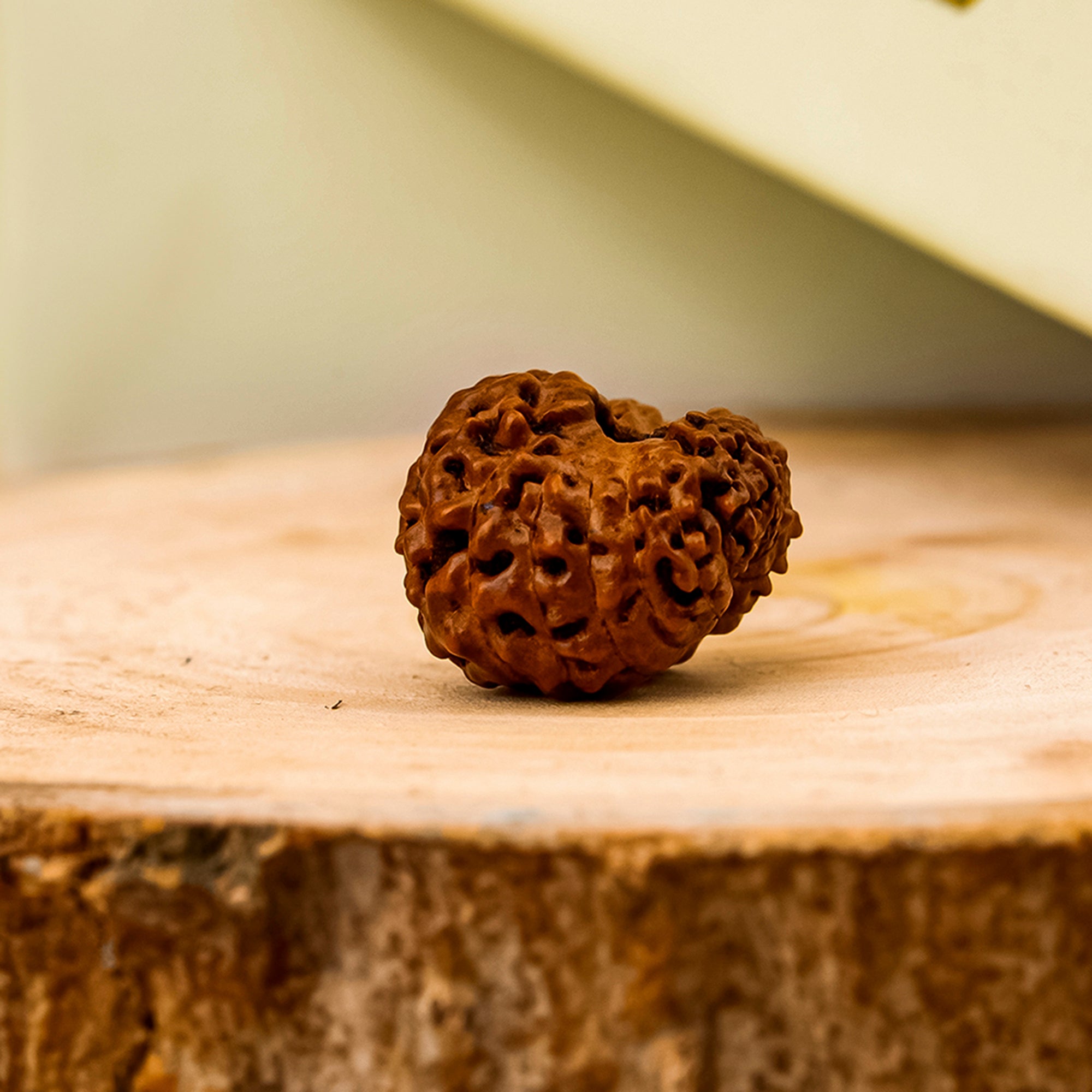 Natural 18 Mukhi Rudraksha - Rare Find