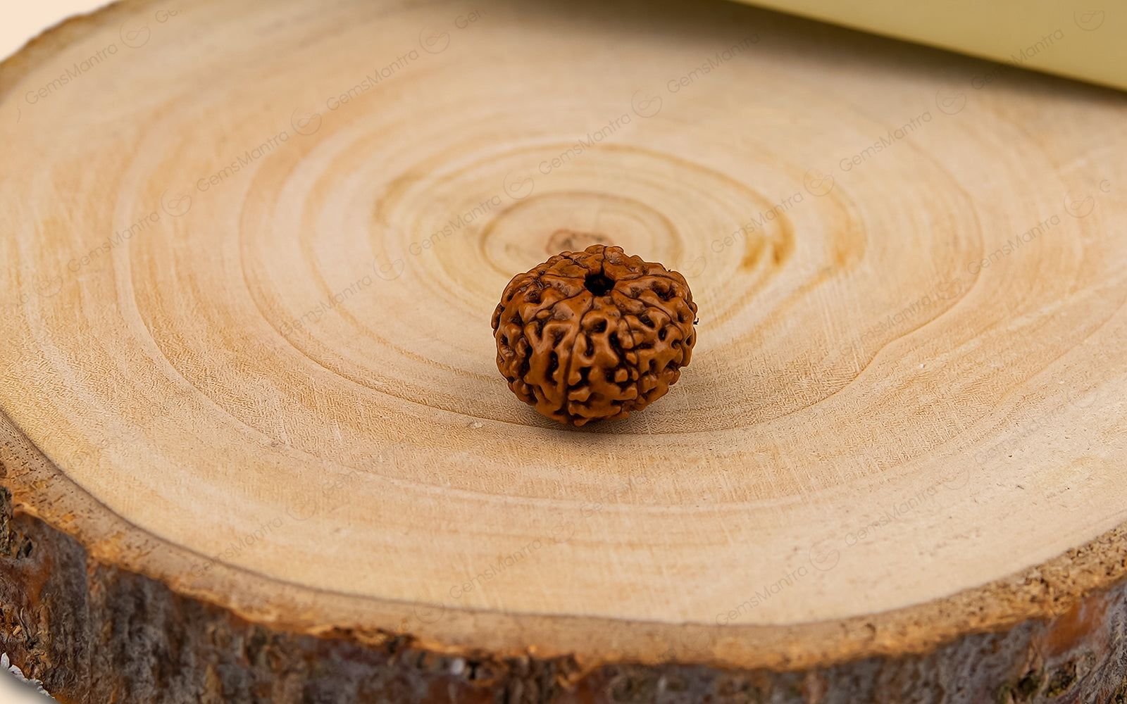 Natural 8 Mukhi Rudraksha (Indo)