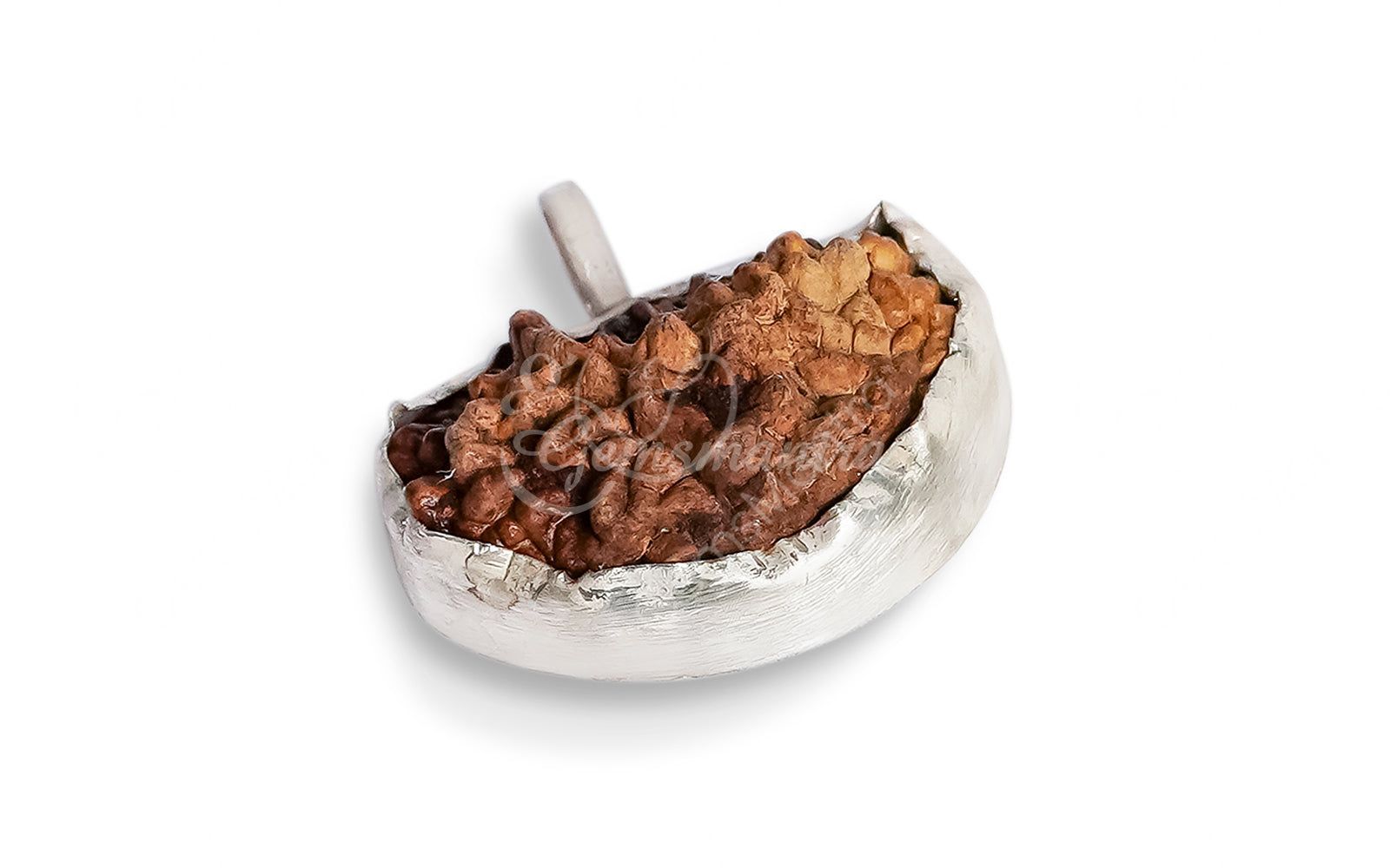 1 Mukhi Rudraksha (with Silver Pendant) - Indian