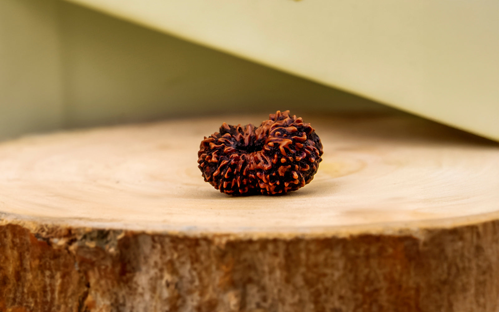 17 Mukhi Rudraksha – Original Indonesian Bead