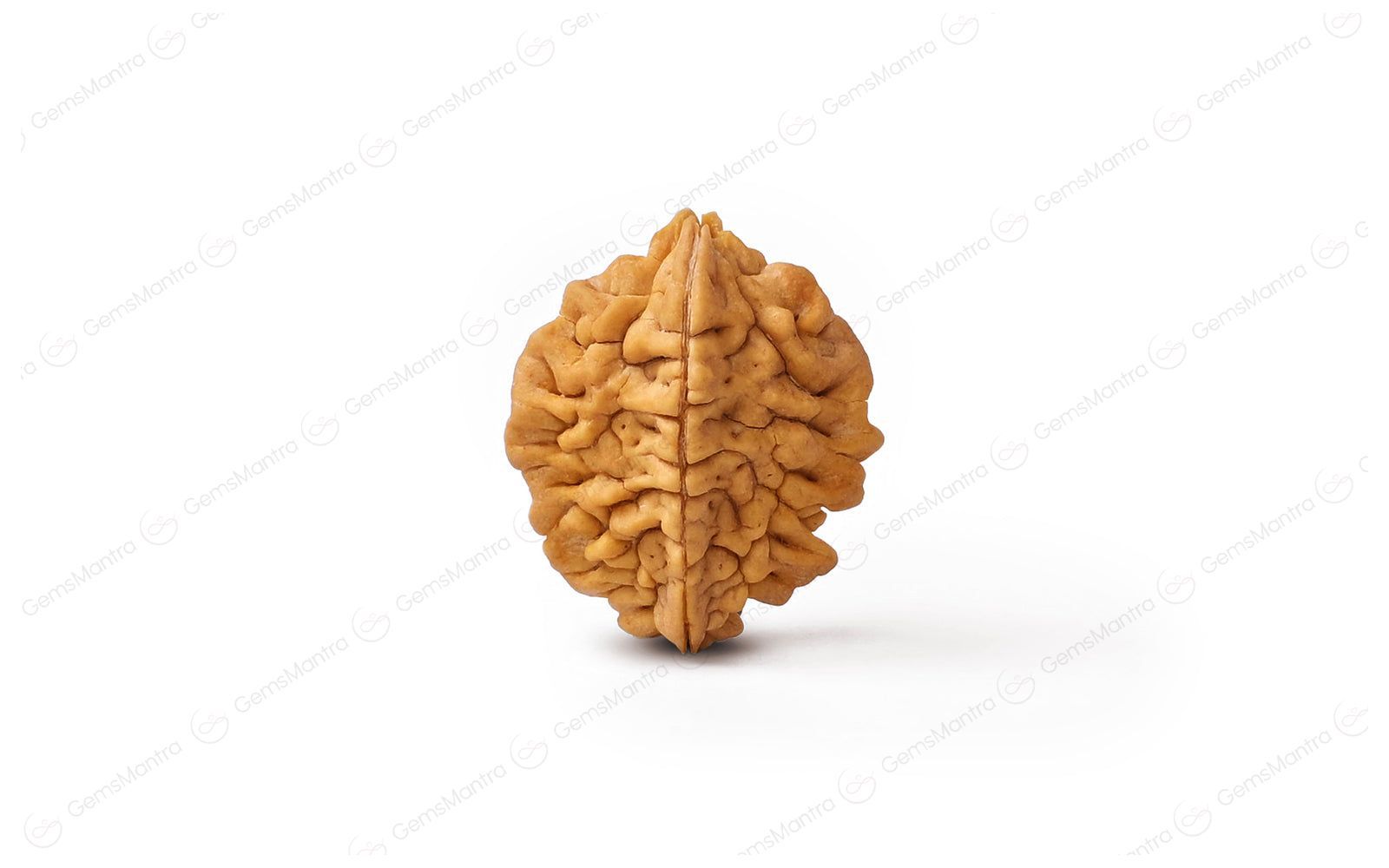 Natural 2 Mukhi Rudraksha (Indian)