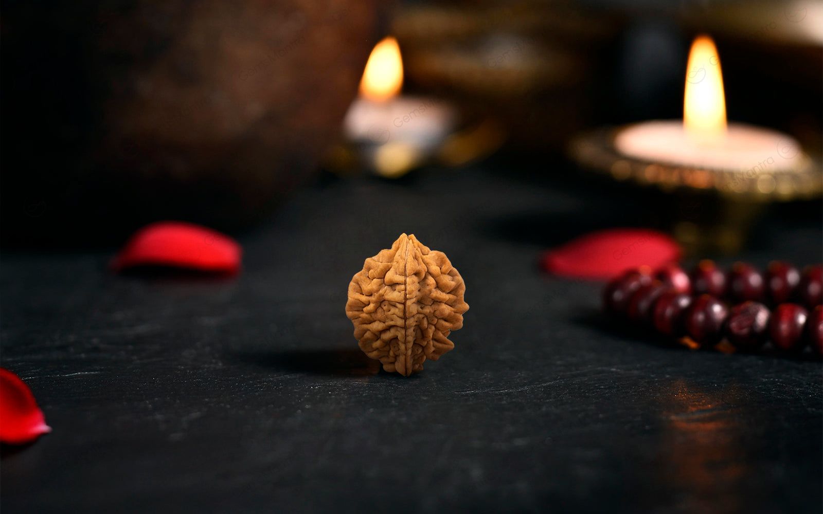 Natural 2 Mukhi Rudraksha (Indian)