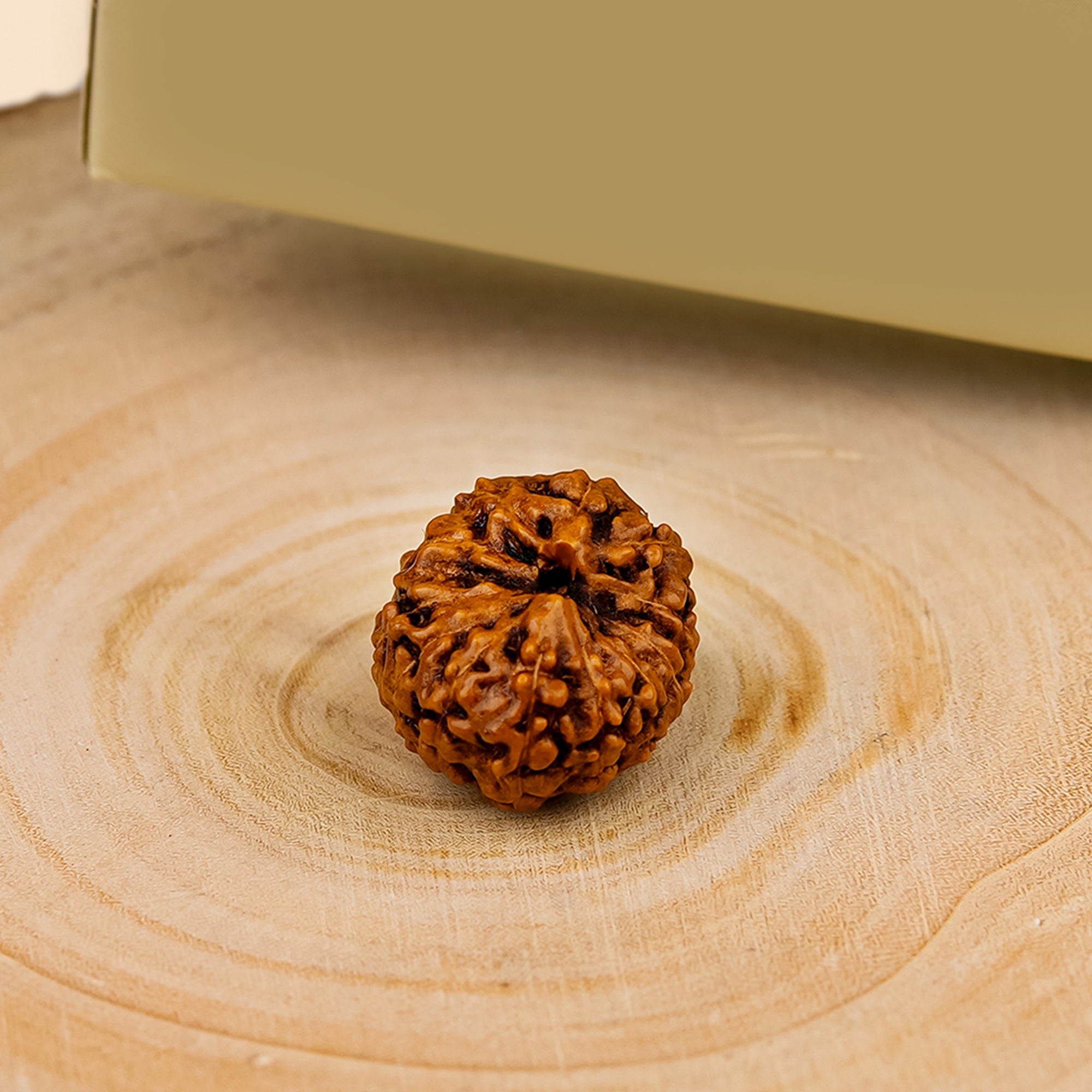 12 Mukhi Rudraksha – Original Indonesian Bead