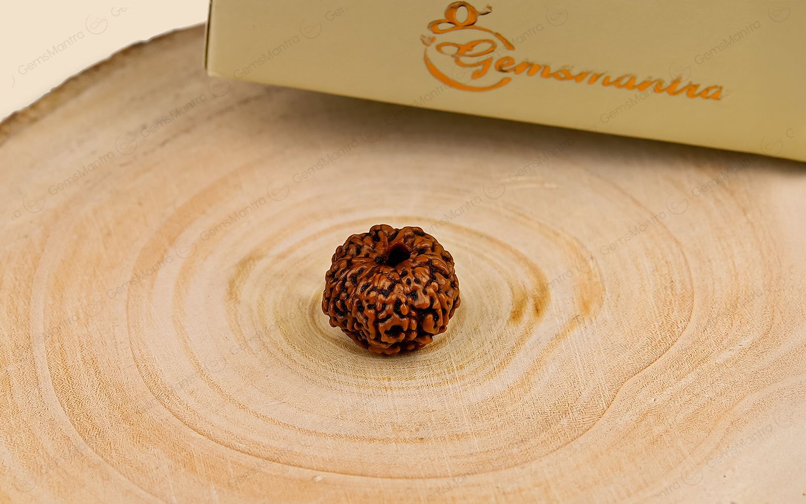 Natural 11 Mukhi Rudraksha (Indo)