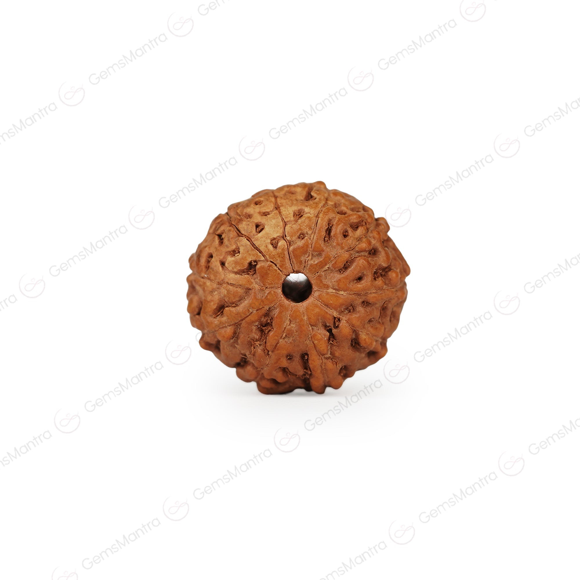 Natural 10 Mukhi Rudraksha (Indo)