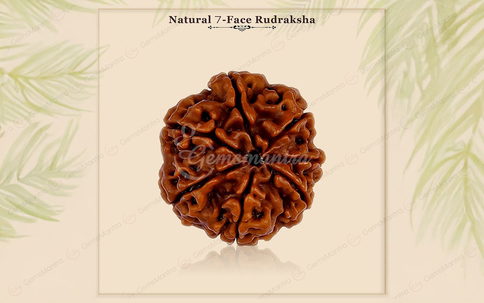 Natural 7 Mukhi Rudraksha