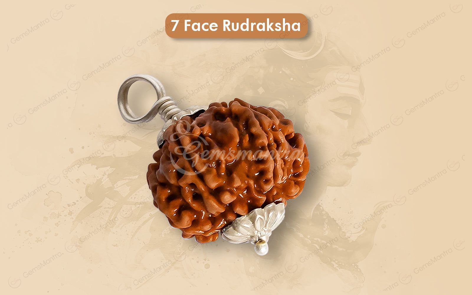 Natural 7 Mukhi Rudraksha