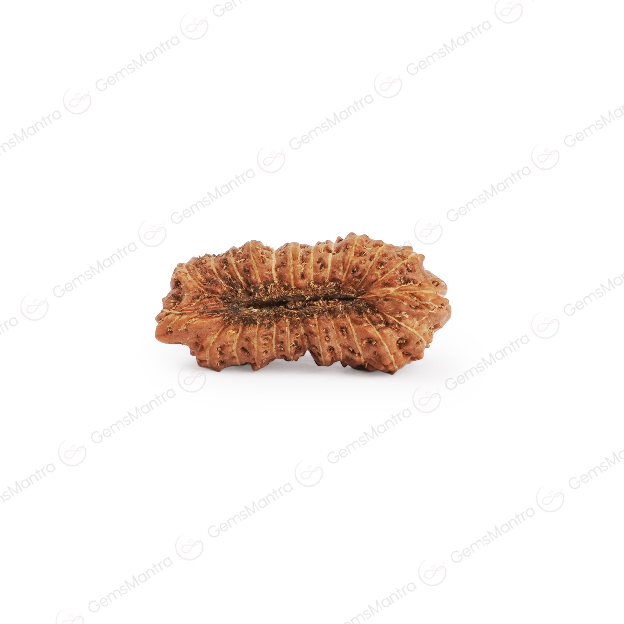Natural 24 Mukhi Rudraksha (Indo)