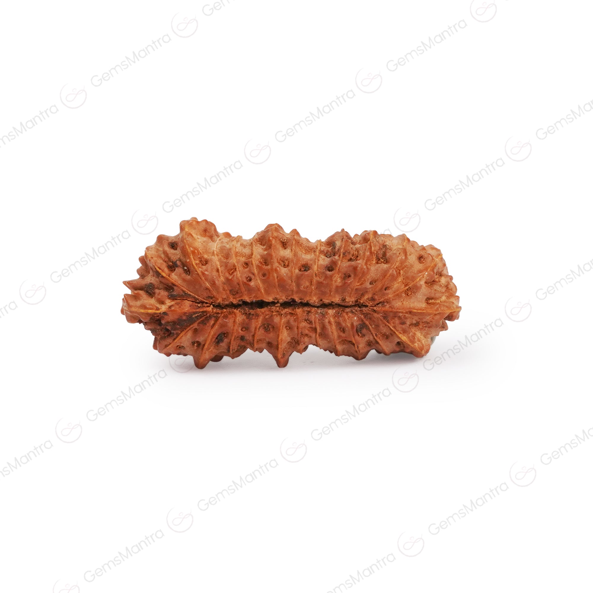 Natural 25 Mukhi Rudraksha (Indo)