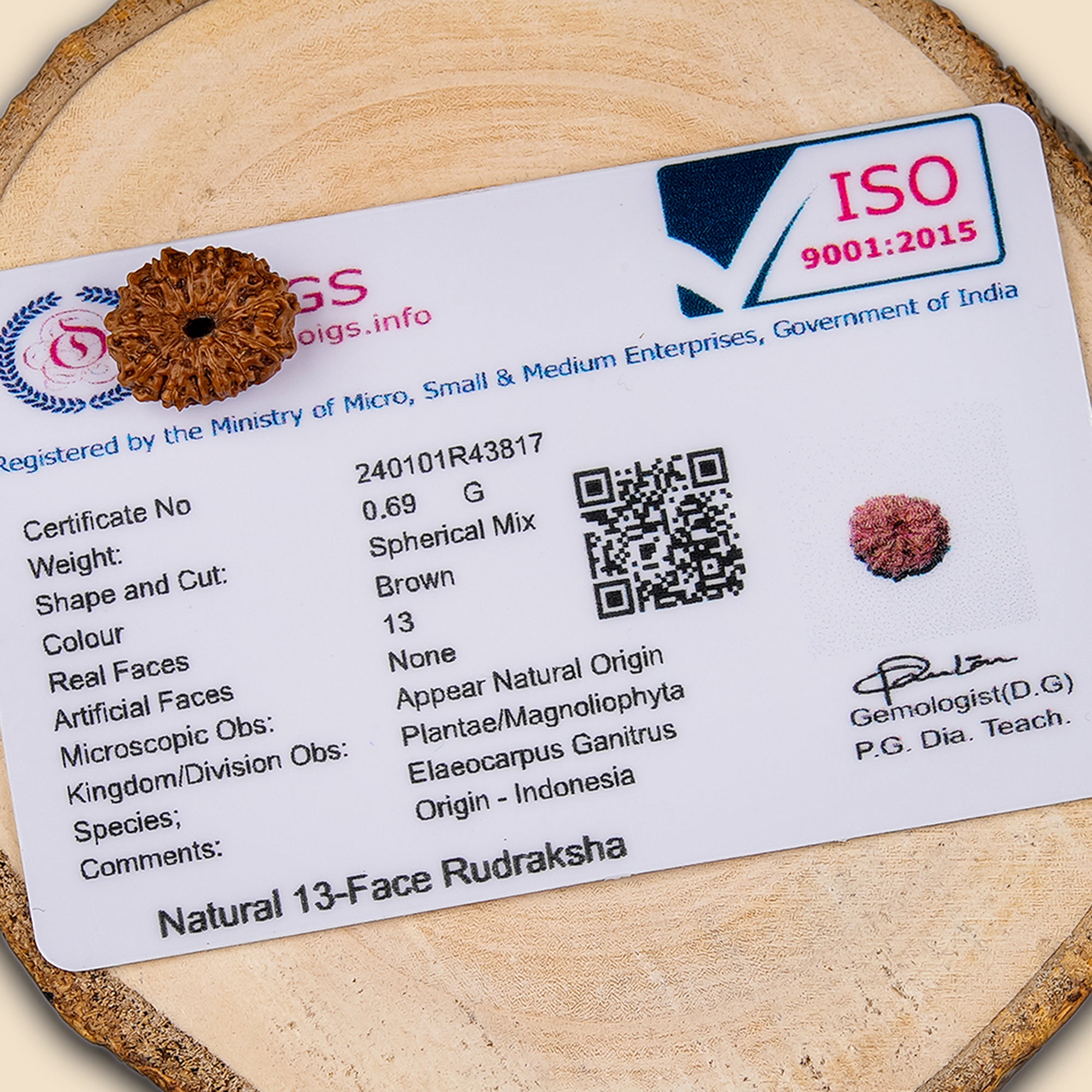 13 Mukhi Rudraksha – Original Indonesian Bead