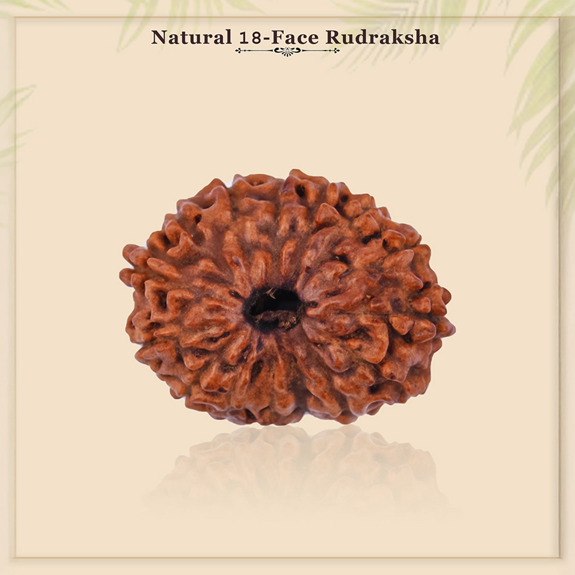 Natural 18 Mukhi Rudraksha - Rare Find