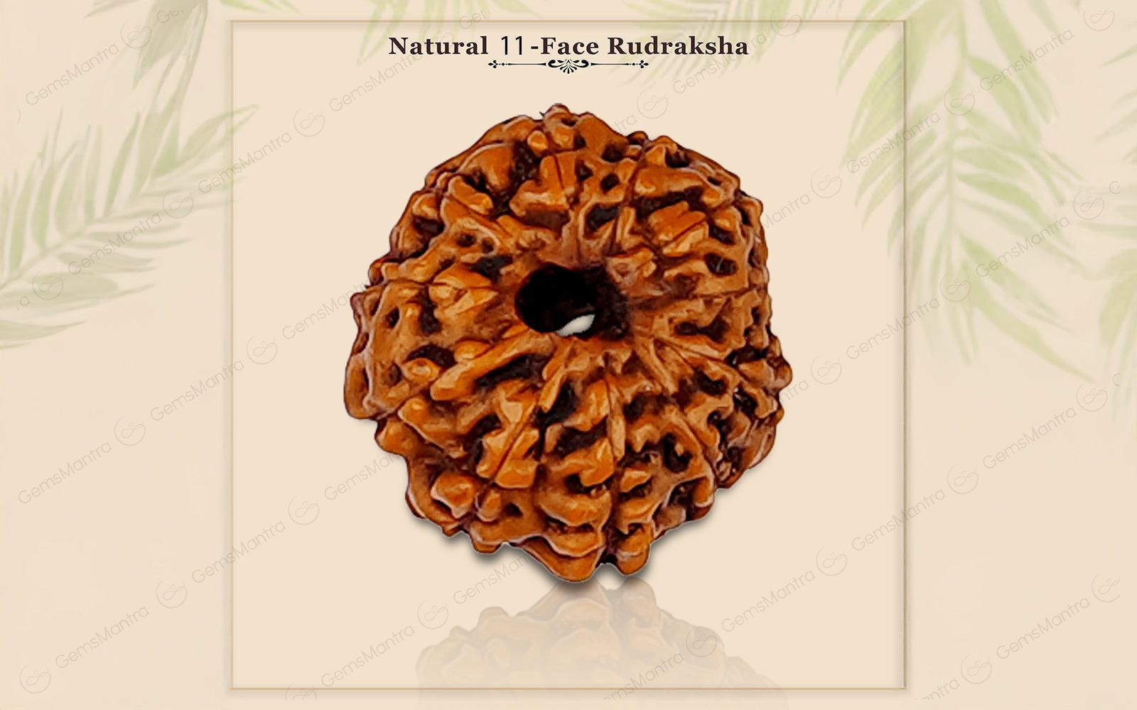 Natural 11 Mukhi Rudraksha (Indo)